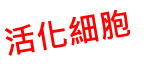 活化細胞
